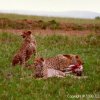 Cheetahs after killing an impala