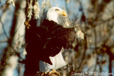 Bald Eagle, Tracy Aviary