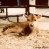 Baby Cow at the Fair