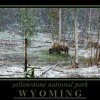 Buffalo, Yellowstone NP