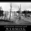 Burnt Trees, Yellowstone, NP