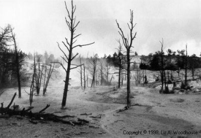 Burnt trees in Yellowstone National Park