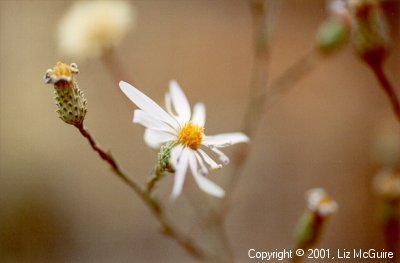 Unknown White Desert Flower