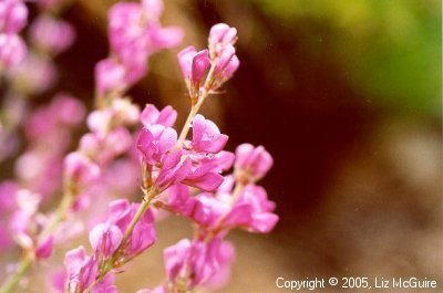 Unknown Pink Flower