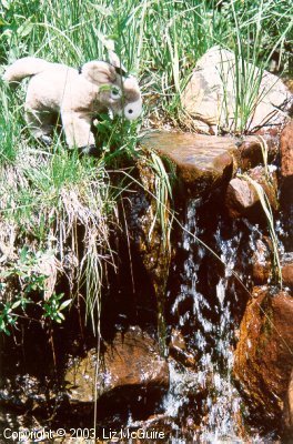Burrito, the tree climbing burro, gets a drink